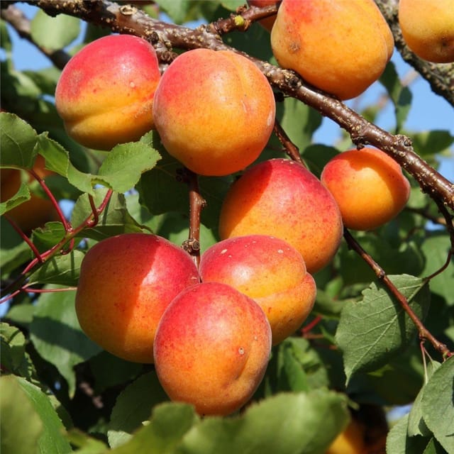 Plants Villa - Apricot Hybrid Fruit Plant Plants Villa - Apricot Hybrid Fruit Plant
