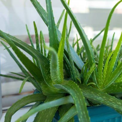 Plants Villa - Aloe Vera Mediclinal Live Plant Plants Villa - Aloe Vera Mediclinal Live Plant