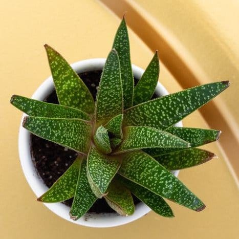 Plants Villa - Gasteria Tukhelensis Plants Villa - Gasteria Tukhelensis