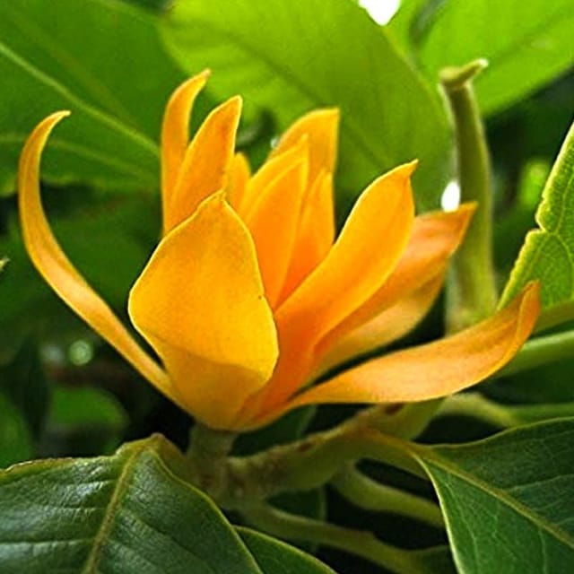 Plants Villa - Magnolia Champaca_Swarna Chapa Flower Plant_Yellow Plants Villa - Magnolia Champaca_Swarna Chapa Flower Plant_Yellow
