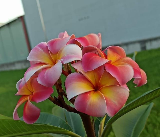 Plants Villa - Dwarf Variety Pulmeria Flower Plant