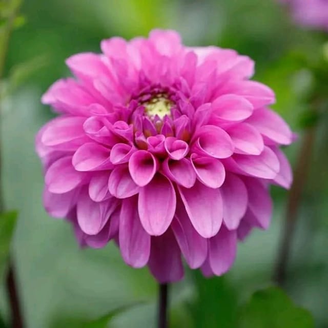 Plants Villa - Dahlia Flower Plant Purple_Purple Plants Villa - Dahlia Flower Plant Purple_Purple