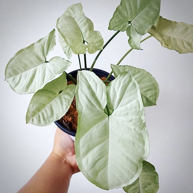 Plants Villa - Syngonium Plant_White Plants Villa - Syngonium Plant_White