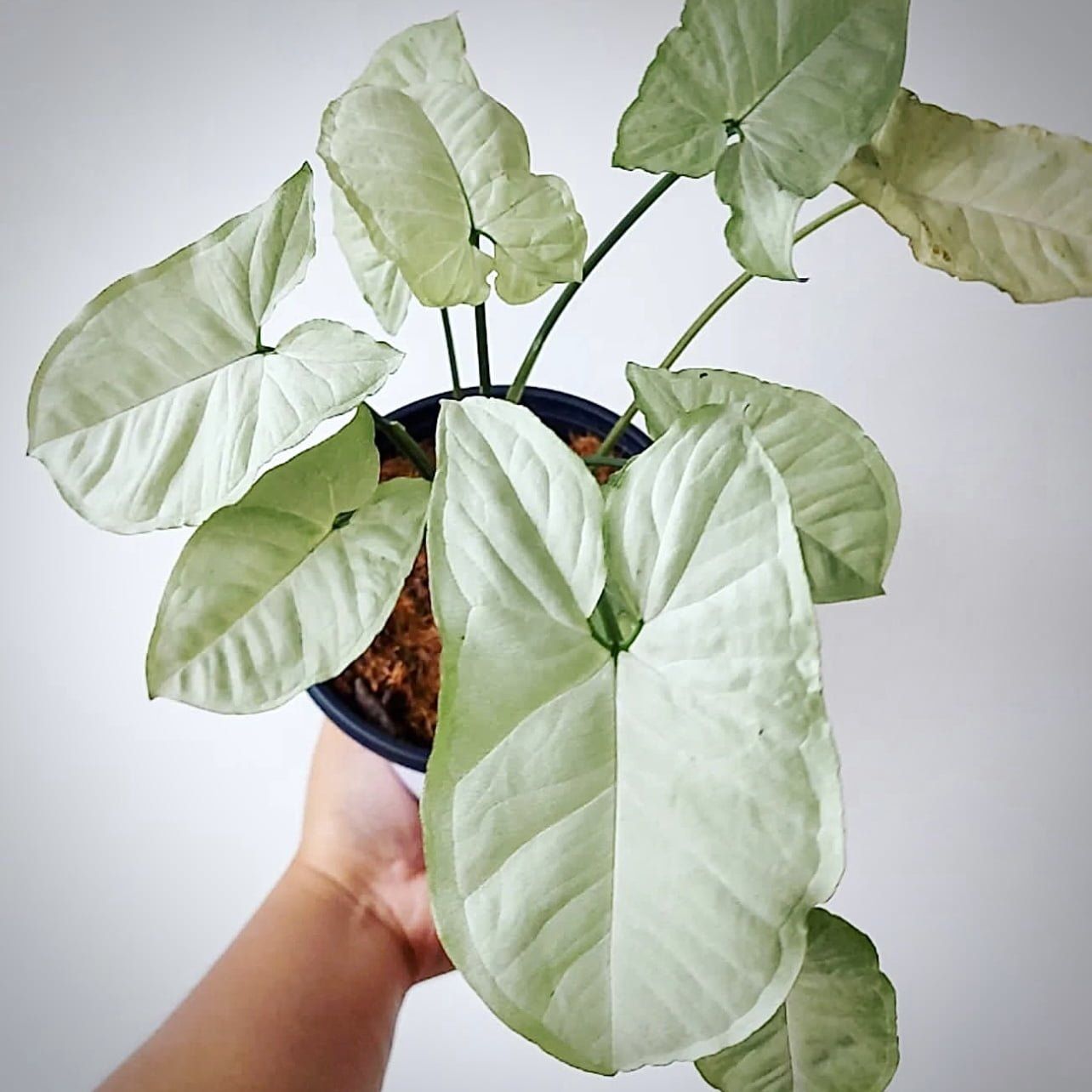 Plants Villa - Syngonium Plant_White