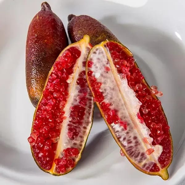 Plants Villa - Red Fingure Lemon Grafted & Hybrid Fruit Plant Plants Villa - Red Fingure Lemon Grafted & Hybrid Fruit Plant