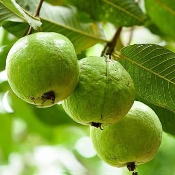 Plants Villa - Chinise Gauva | Grafted Fruit Plant Plants Villa - Chinise Gauva | Grafted Fruit Plant
