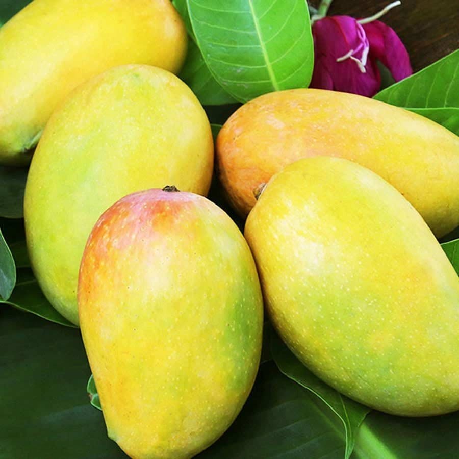 Plants Villa - Dasheri Mango Grafted Fruit Plant