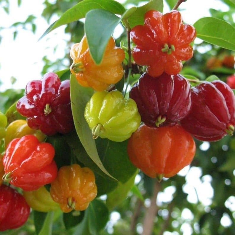 Plants Villa - Red Surinam Cherry Fruit Plant