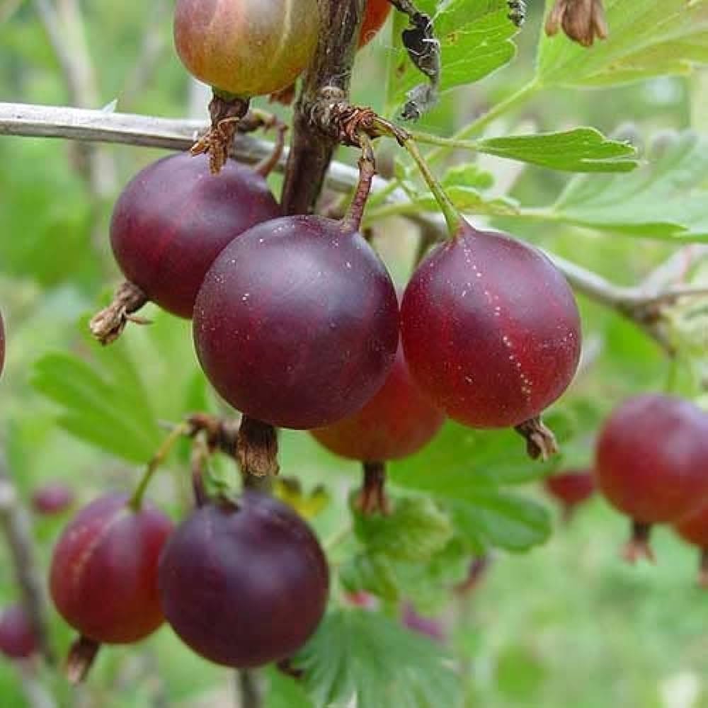 Plants Villa - Gooseberry Amla Grafted Fruit Plant