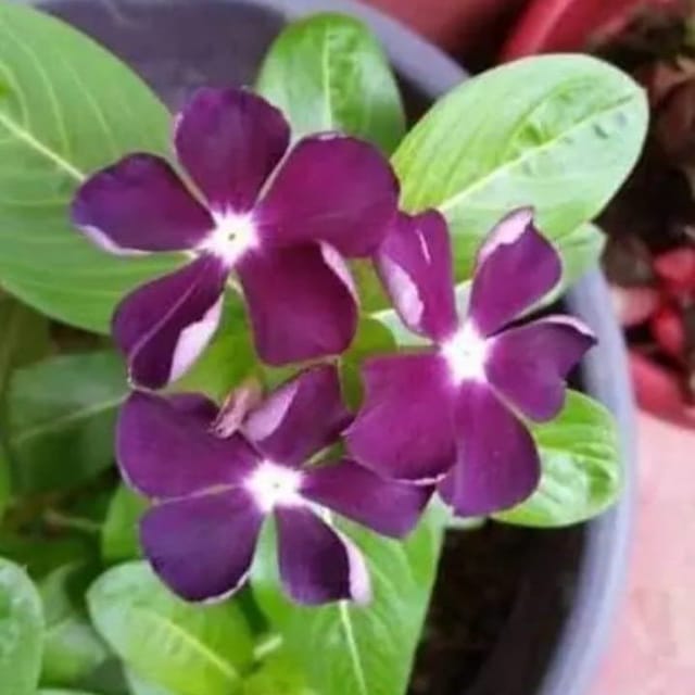 Plants Villa - Vinca Sadabahar Flower Plant_Dark Meroon Plants Villa - Vinca Sadabahar Flower Plant_Dark Meroon