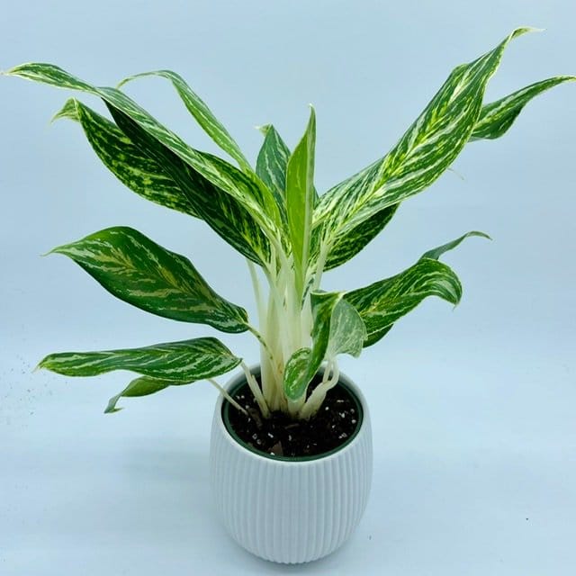 Plants Villa - Aglaonema Lightning_White