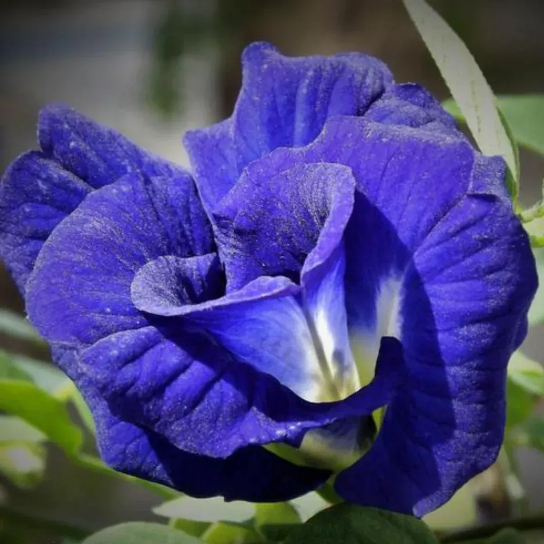 Plants Villa - Double Petal Aparajita Flower Plant_Blue