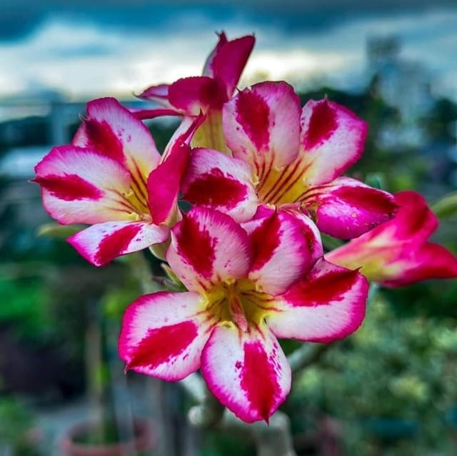Plants Villa - Adenium Grafted Flower Plant_Red Shaded Plants Villa - Adenium Grafted Flower Plant_Red Shaded