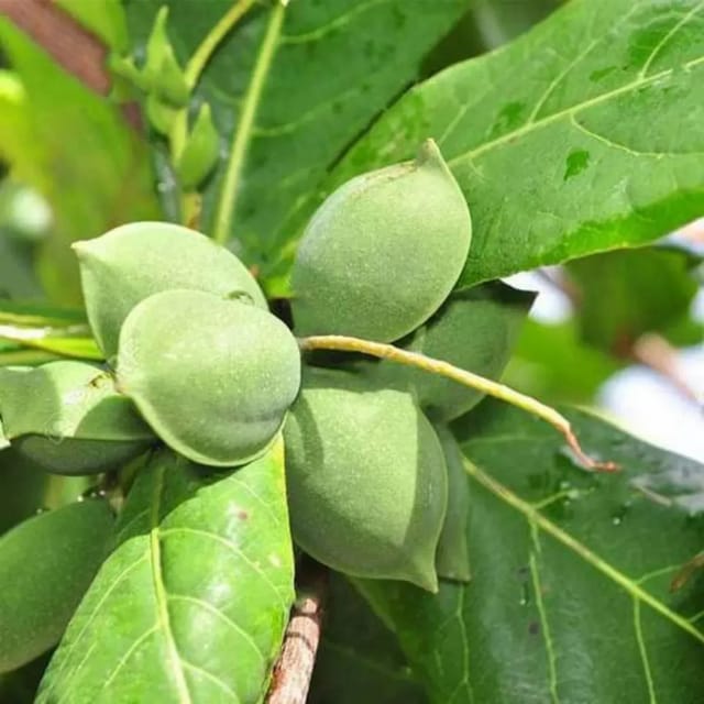 Plants Villa - Indian Almond Fruit Plant Plants Villa - Indian Almond Fruit Plant
