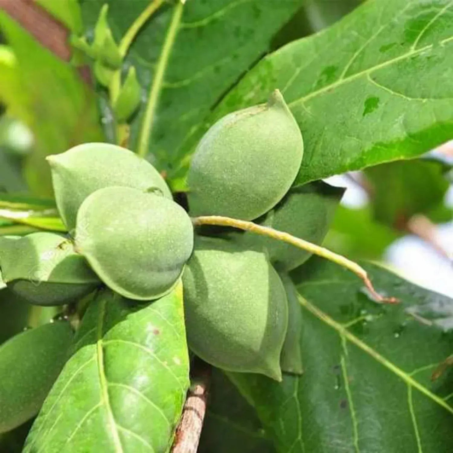 Plants Villa - Indian Almond Fruit Plant
