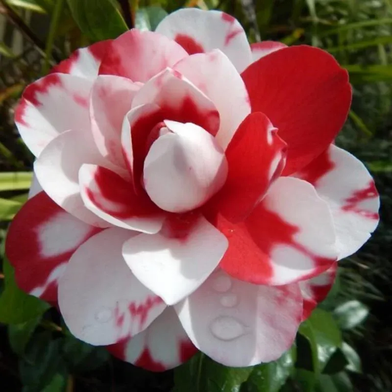 Plants Villa - Camellia Flower Plant_Red