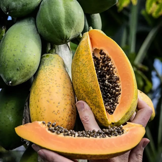 Plants Villa - Dwarf Variety Tropical Papaya Live Fruit Plant
