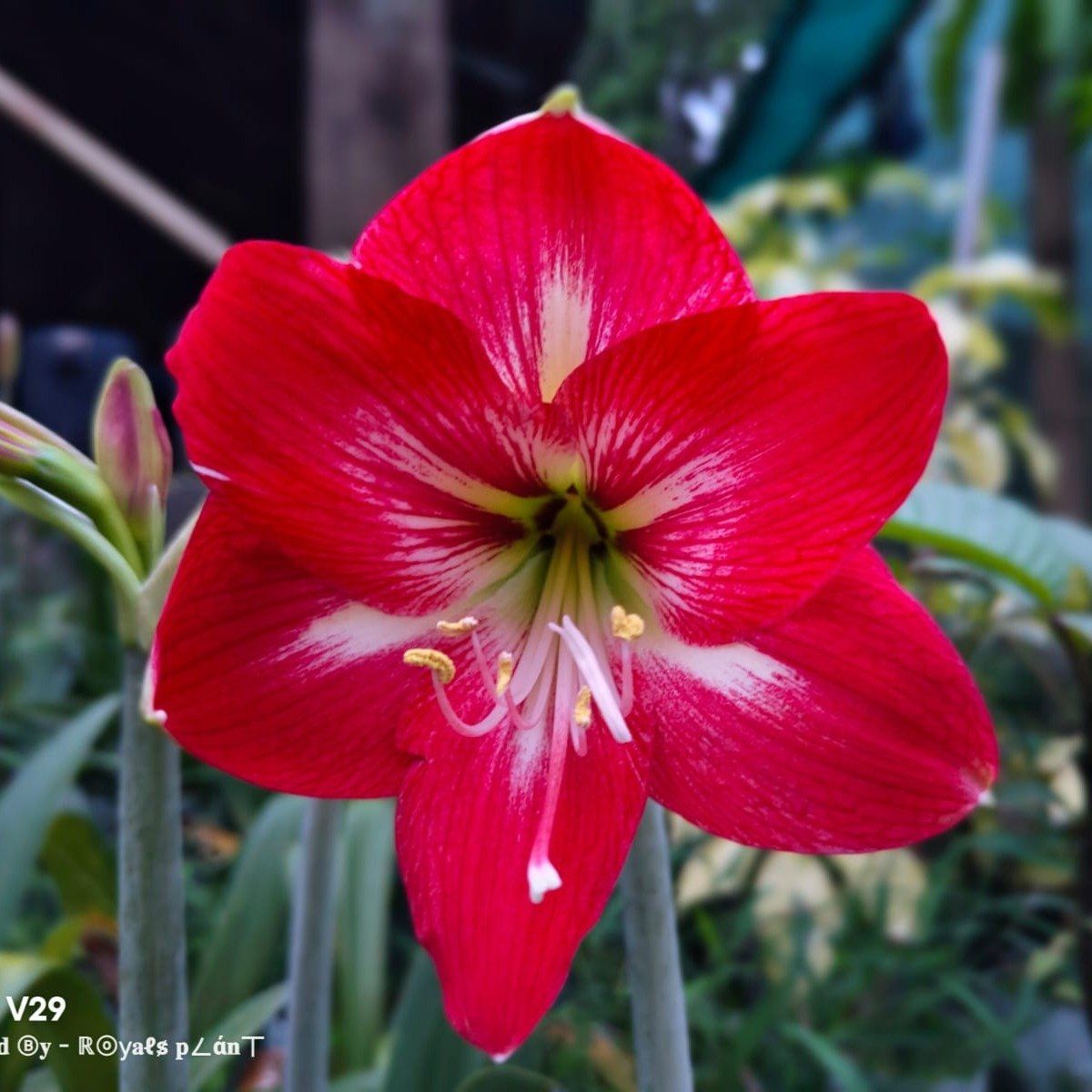 Plants Villa - Hippeastrum Silver Queen Lily Flower Plant