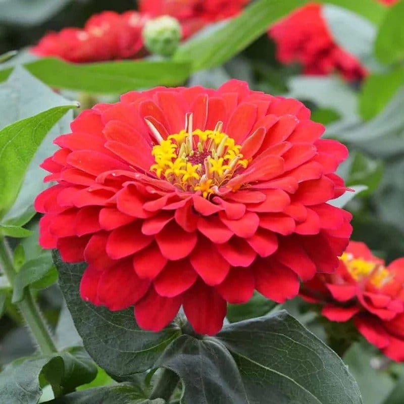 Plants Villa - Zinnia Flower Plant_Red