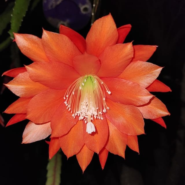 Plants Villa - Brahma Kamal Flower Plant_Red Plants Villa - Brahma Kamal Flower Plant_Red