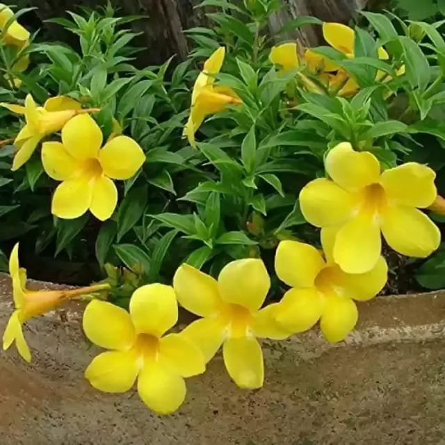 Plants Villa - Mandevilla Flower Plant_Yellow