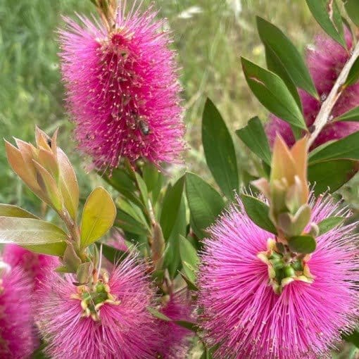 Plants Villa - Dwarf Variety Bottle Brush Flower Plant Purple_Purple Plants Villa - Dwarf Variety Bottle Brush Flower Plant Purple_Purple