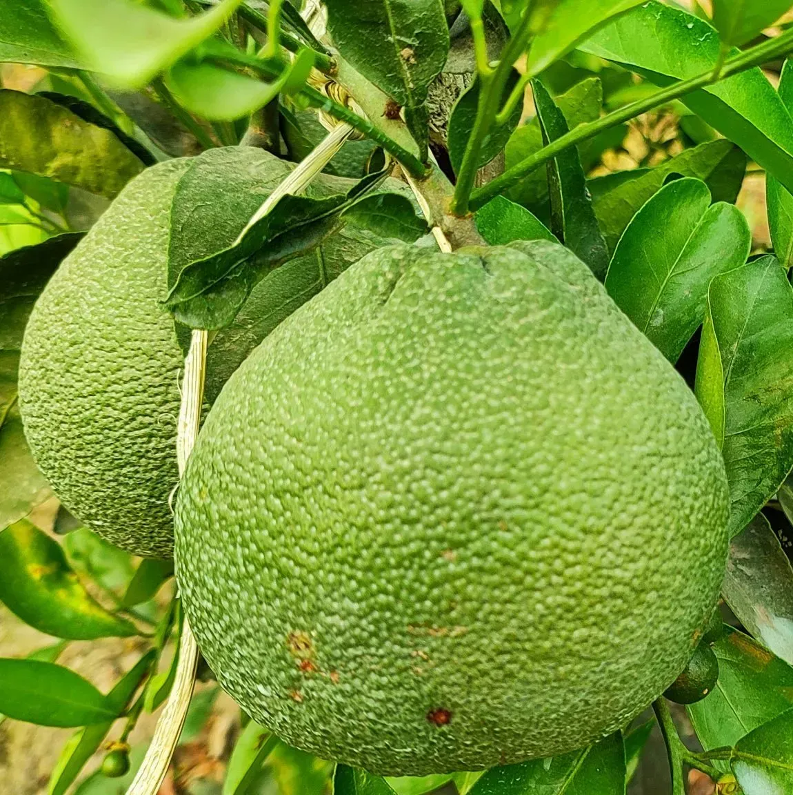 Plants Villa - Vietnam Malta Grafted & Hybrid Fruit Plant