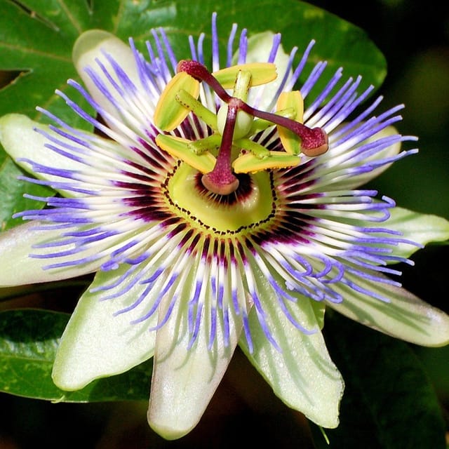 Plants Villa - Passion Flower Plant_White Plants Villa - Passion Flower Plant_White