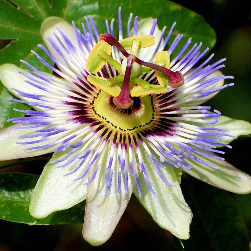 Plants Villa - Passion Flower Plant_White