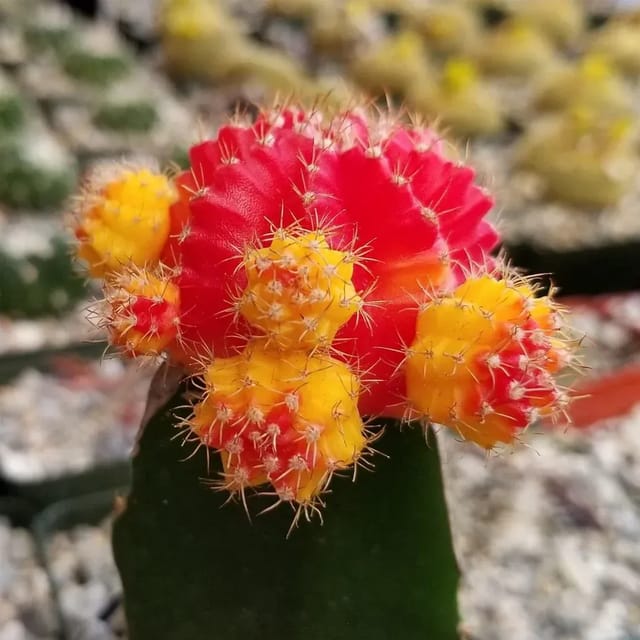 Plants Villa - Verigated Grafted Moon Cactus Live Plant Plants Villa - Verigated Grafted Moon Cactus Live Plant