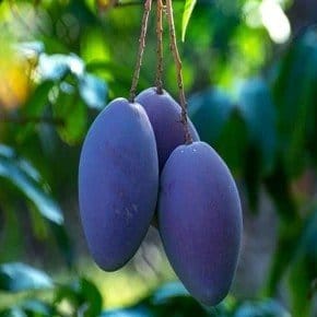 Plants Villa - Kasturi Mango | Grafted Fruit Plant Plants Villa - Kasturi Mango | Grafted Fruit Plant