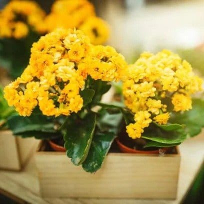 Plants Villa - Kalanchoe Flower Plant_Yellow Plants Villa - Kalanchoe Flower Plant_Yellow