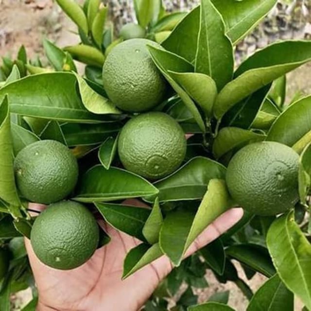 Plants Villa - Siki Sweet Malta Grafted & Hybrid Fruit Plant Plants Villa - Siki Sweet Malta Grafted & Hybrid Fruit Plant