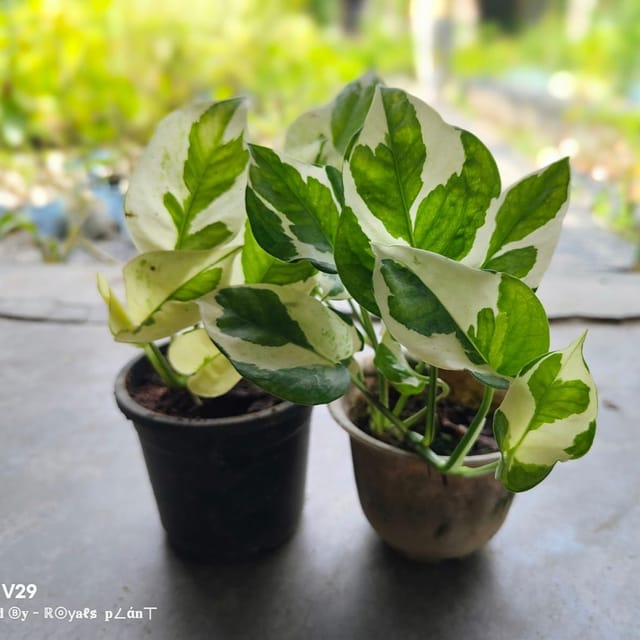Plants Villa - Veigated Money Plant