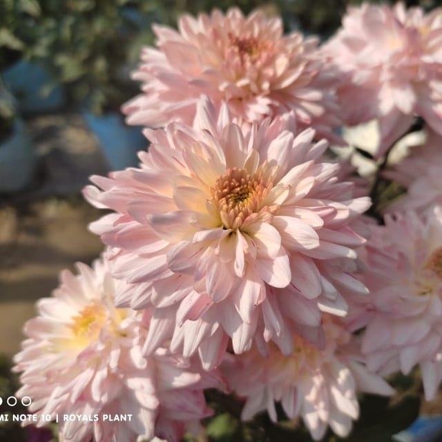 Plants Villa - Chrysanthemum Chandramallika Flower Plant Baby_Pink Plants Villa - Chrysanthemum Chandramallika Flower Plant Baby_Pink