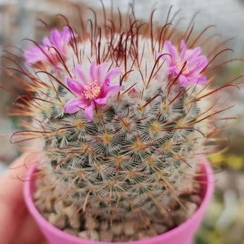 Plants Villa - Mammillaria Perez De La Rosa Cactus Plants Villa - Mammillaria Perez De La Rosa Cactus