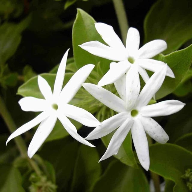 Plants Villa - Star Jasmine Perfuming Flower Plant_White Plants Villa - Star Jasmine Perfuming Flower Plant_White