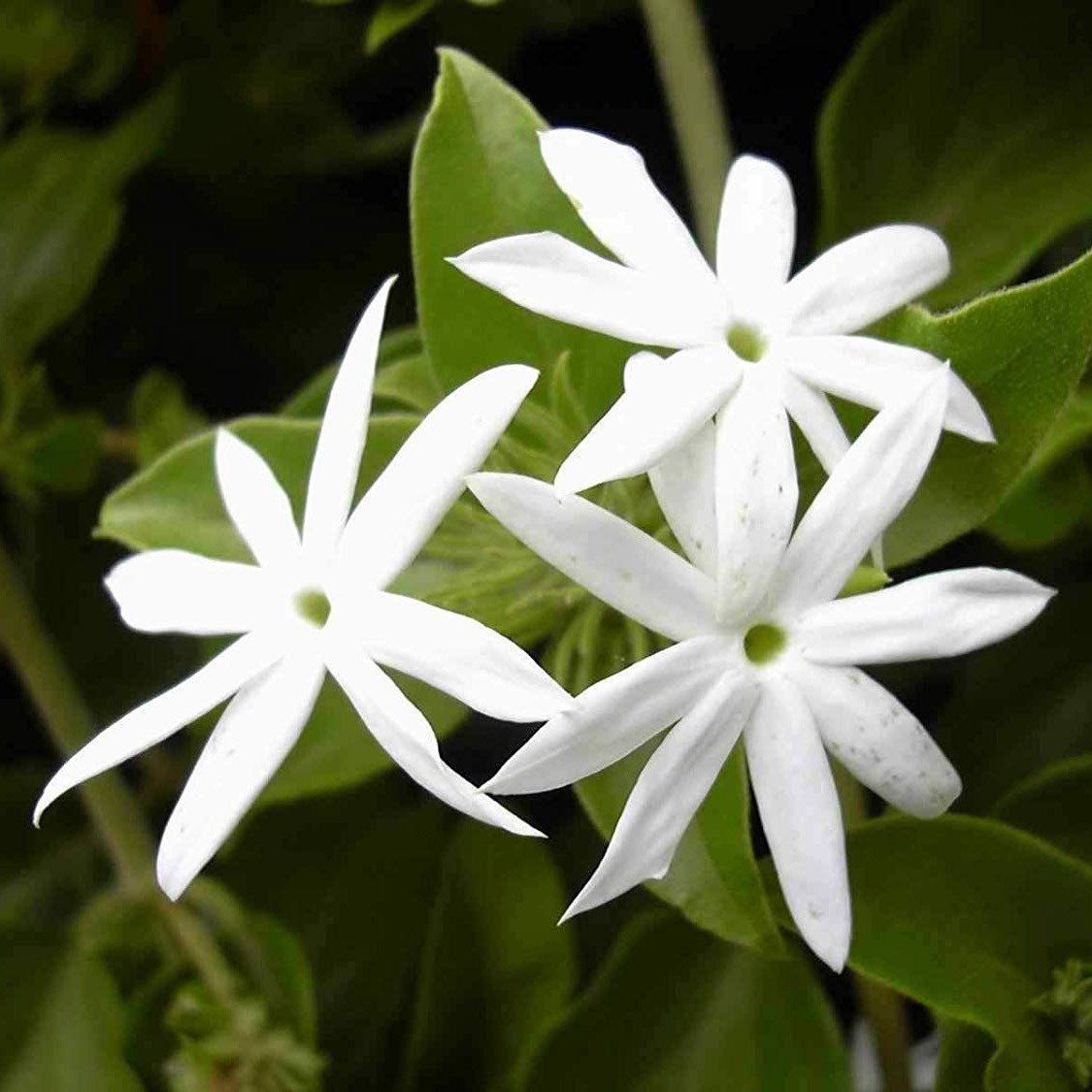 Plants Villa - Star Jasmine Perfuming Flower Plant_White