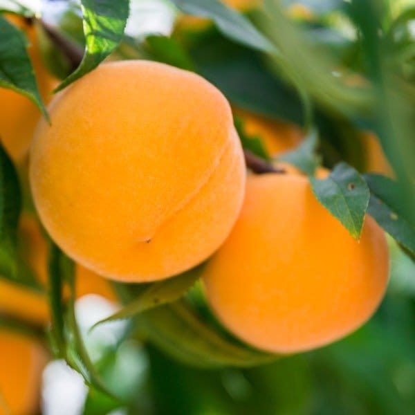 Plants Villa - Australian Dwarf Variety Golden Queen Peach Grafted Fruit Plant