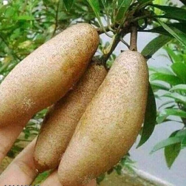 Plants Villa - Banana Chikoo Hybrid & Grafted Fruit Plant Plants Villa - Banana Chikoo Hybrid & Grafted Fruit Plant