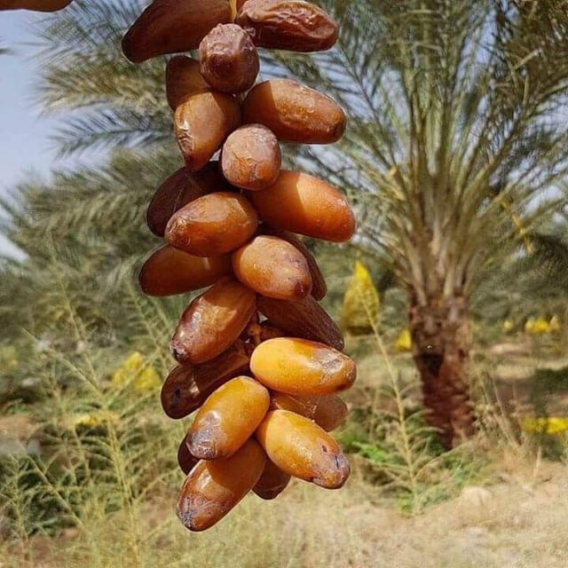 Plants Villa - Deglet Variety Date Plum | Live Plant Plants Villa - Deglet Variety Date Plum | Live Plant