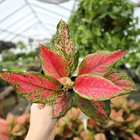 Plants Villa - Aglaonema Lady Valentine