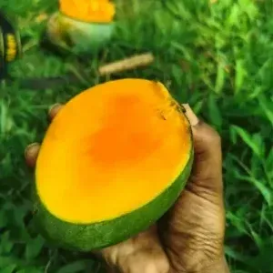 Plants Villa - Govind Vog Mango | Grafted Fruit Plant