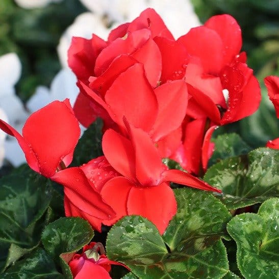 Plants Villa - Cyclemen Flower Plant_Red