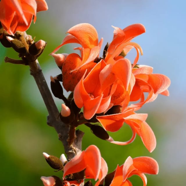 Plants Villa - Butea Monosperma_Palash Flower Plant_Orange Plants Villa - Butea Monosperma_Palash Flower Plant_Orange