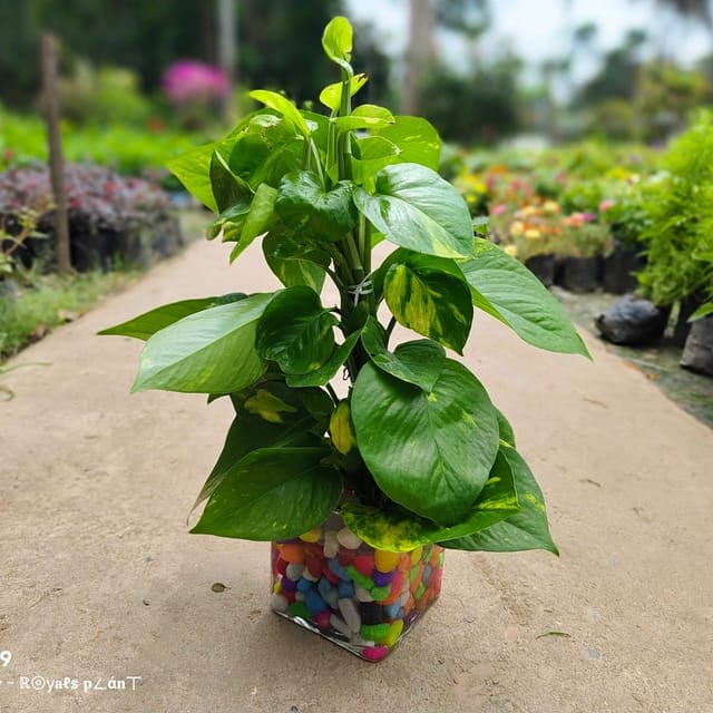 Plants Villa - Big Leaf Hybrid Money Plant Plants Villa - Big Leaf Hybrid Money Plant