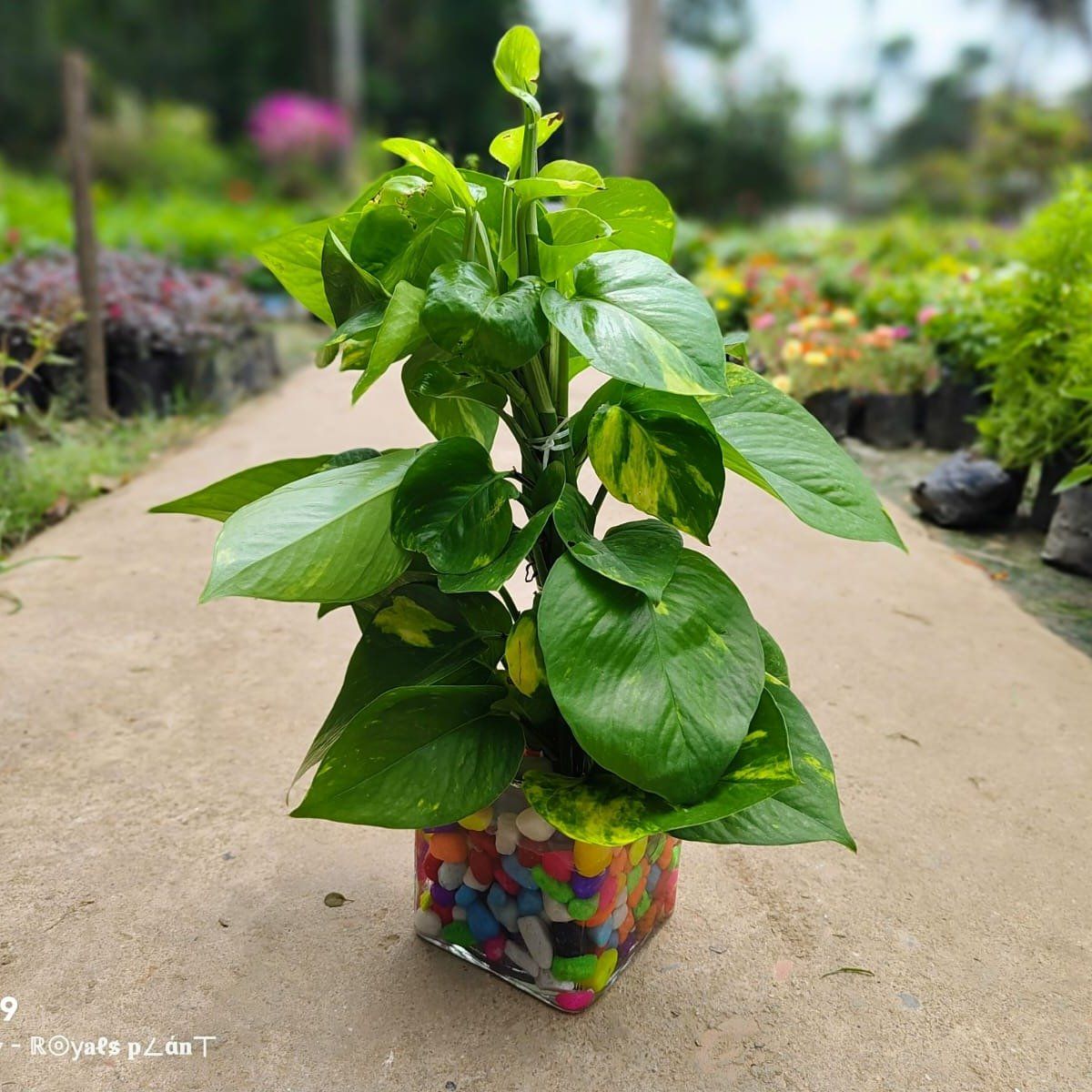 Plants Villa - Big Leaf Hybrid Money Plant