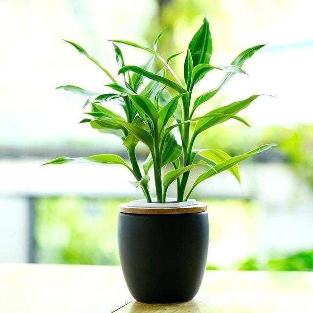 Plants Villa - Lucky Bumboo Live Plant Plants Villa - Lucky Bumboo Live Plant