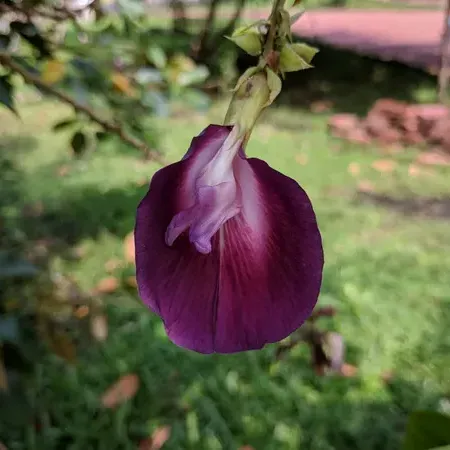 Plants Villa - Butterfly Pea Tree clitoria Arborea | Rare Plant
