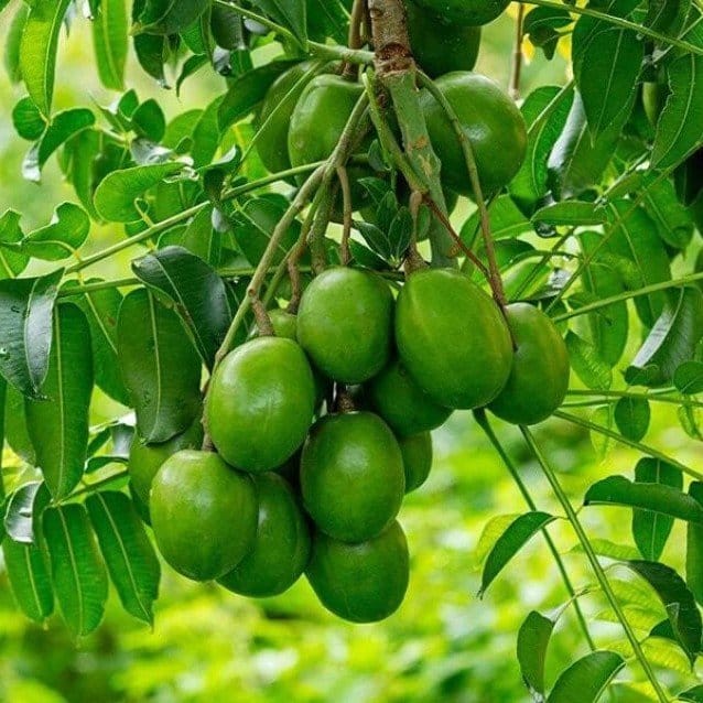Plants Villa - Hog Plum Amra Grafted & Hybrid Fruit Plant Plants Villa - Hog Plum Amra Grafted & Hybrid Fruit Plant